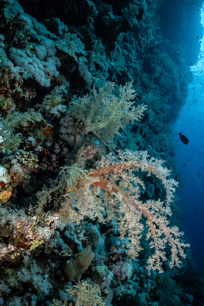 Corail mou sur un tombant face au large, Elphinstone, mer Rouge, Égypte