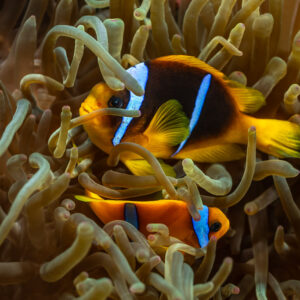 Pair of Red Sea anemonefish among anemone tentacles, Elphinstone, Red Sea, Egypt