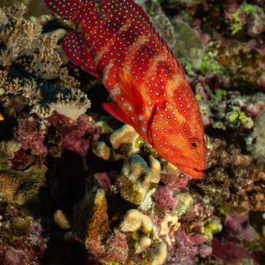 Coral grouper on a colourful reef wall, Elphinstone, Red Sea, Egypt