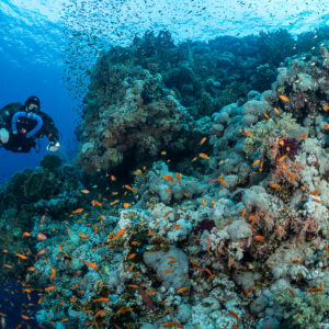 Rebreather diver along the Big Brother reef wall with anthias, Big Brother, Red Sea, Egypt