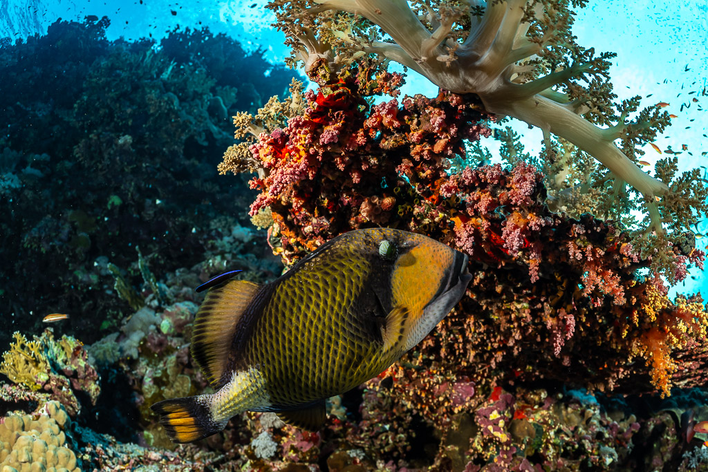 Titan triggerfish beneath a coral outcrop, close view, Big Brother, Red Sea, Egypt