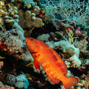 Coral grouper among corals on the reef wall, Small Brother North, Red Sea, Egypt