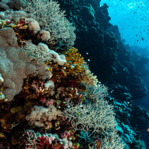 Tombant corallien plongeant dans le bleu, Small Brother Nord, mer Rouge, Égypte