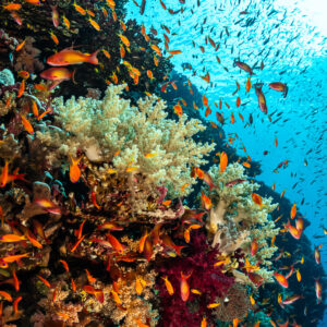 Tombant couvert de coraux mous et d'anthias au soleil, Small Brother Nord, mer Rouge, Égypte