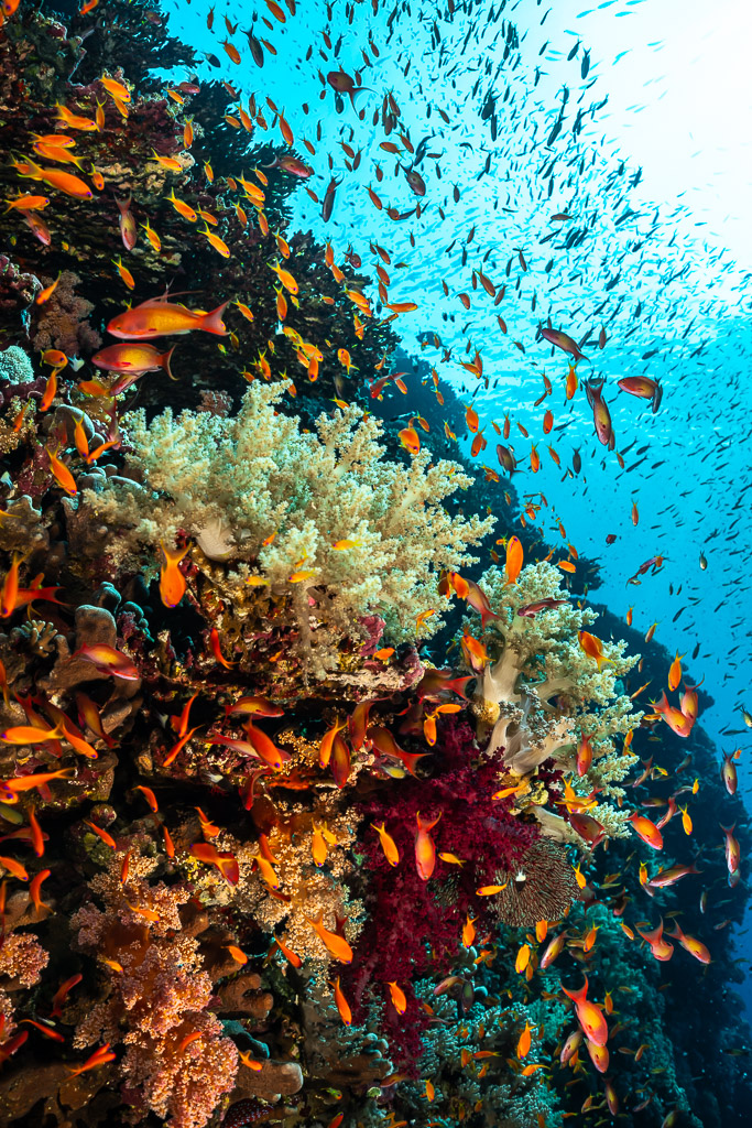Tombant couvert de coraux mous et d'anthias au soleil, Small Brother Nord, mer Rouge, Égypte