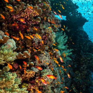 Tombant grouillant d'anthias montant vers la surface, Small Brother Nord, mer Rouge, Égypte