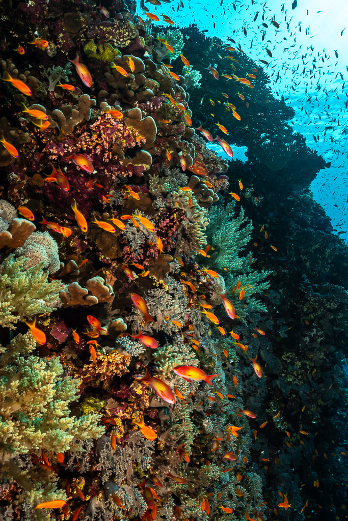 Tombant grouillant d'anthias montant vers la surface, Small Brother Nord, mer Rouge, Égypte