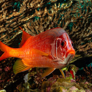 Sabre squirrelfish in front of a fire coral, facing the camera, Small Brother North, Red Sea, Egypt