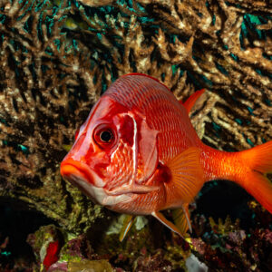 Sabre squirrelfish close-up against a fire coral, Small Brother North, Red Sea, Egypt