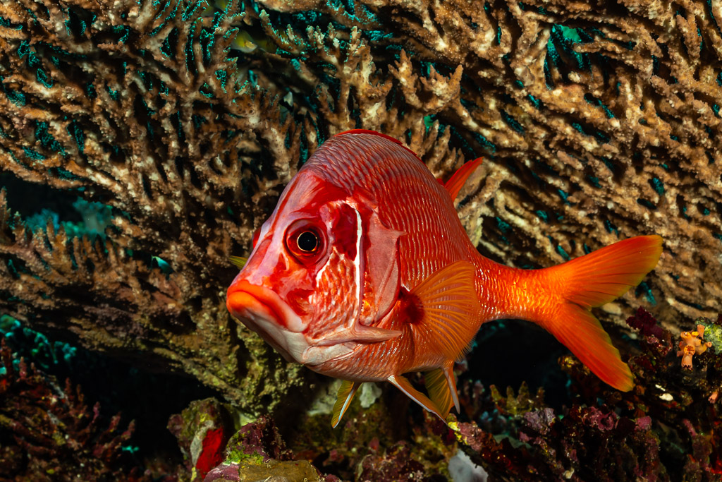 Sabre squirrelfish close-up against a fire coral, Small Brother North, Red Sea, Egypt
