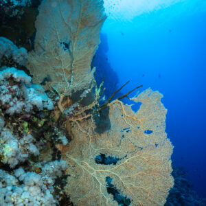 Giant sea fans on the wall beneath the surface, Small Brother East, Red Sea, Egypt