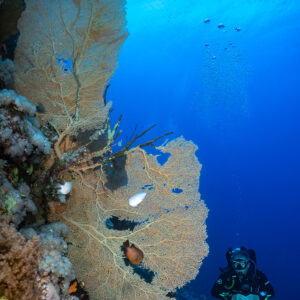 Diver below giant sea fans on the wall, Small Brother East, Red Sea, Egypt