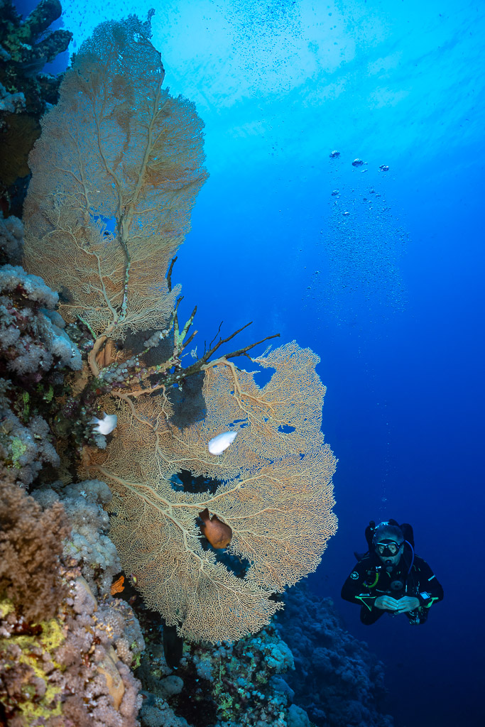 Diver below giant sea fans on the wall, Small Brother East, Red Sea, Egypt
