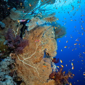 Giant sea fan surrounded by anthias on the wall, Small Brother East, Red Sea, Egypt