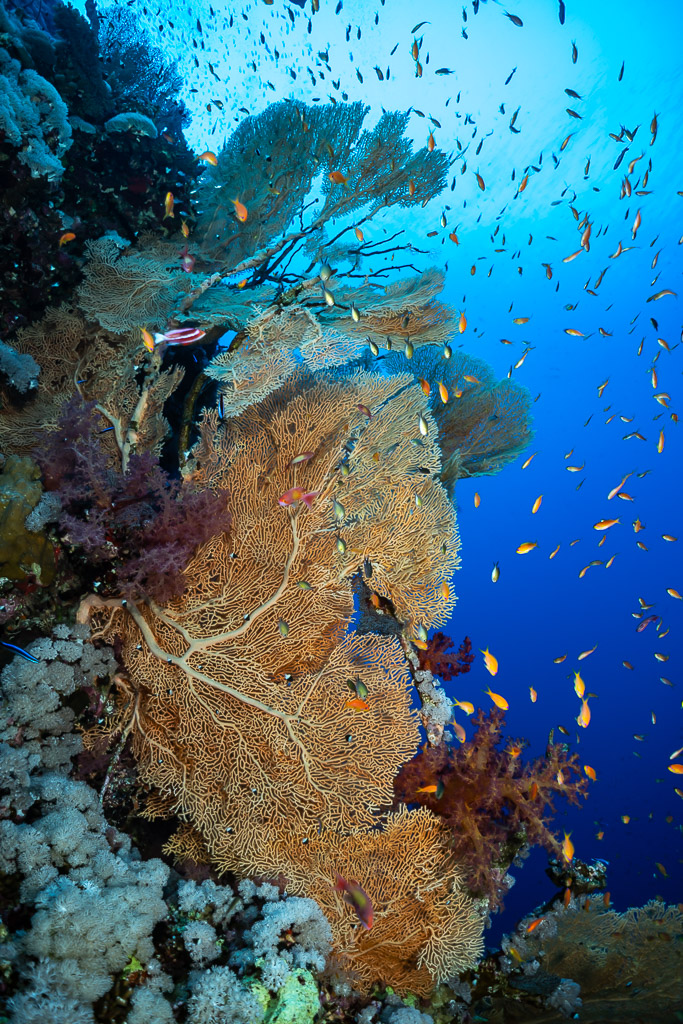 Giant sea fan surrounded by anthias on the wall, Small Brother East, Red Sea, Egypt