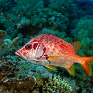 Sabre squirrelfish swimming over hard and soft corals, Small Brother East, Red Sea, Egypt