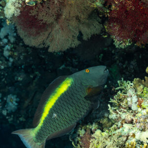 Poisson-perroquet à bande jaune vif sur le tombant, Small Brother Est, mer Rouge, Égypte