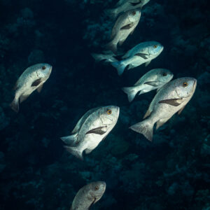 Small group of midnight snapper in darker water, Small Brother East, Red Sea, Egypt