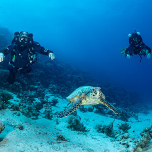 Deux plongeurs en recycleur suivant une tortue imbriquée au-dessus d’un récif sableux, mer Rouge, Égypte