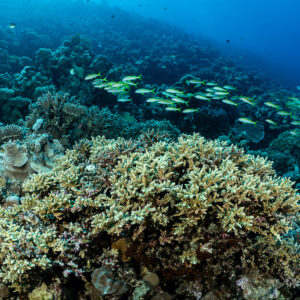 Coraux branchus et tabulaires avec un banc de rougets à nageoires jaunes, mer Rouge, Égypte