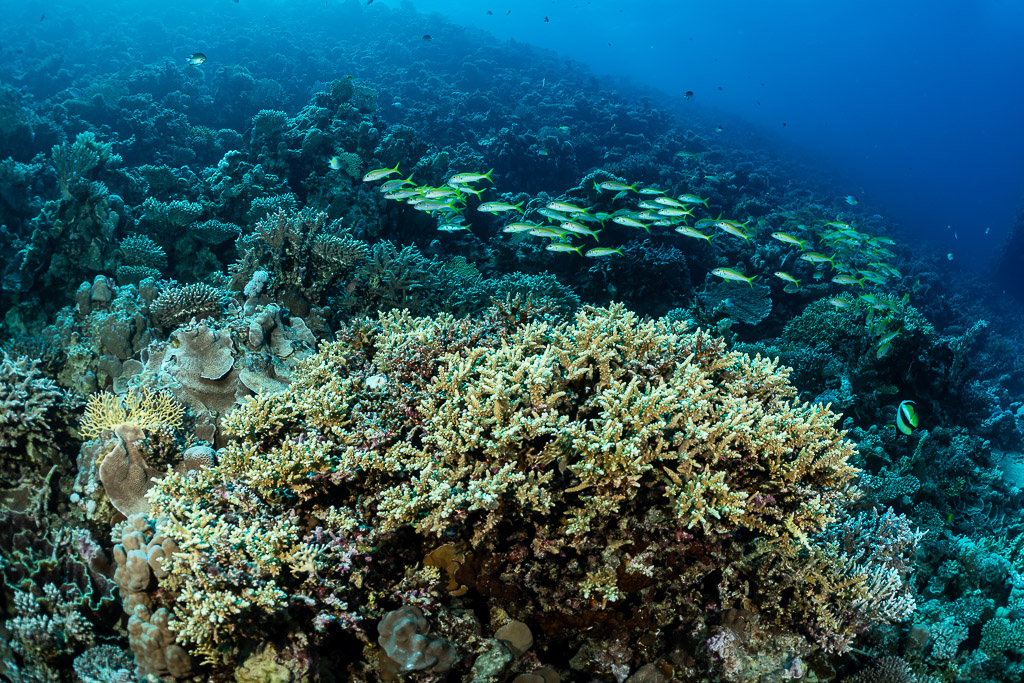 Coraux branchus et tabulaires avec un banc de rougets à nageoires jaunes, mer Rouge, Égypte