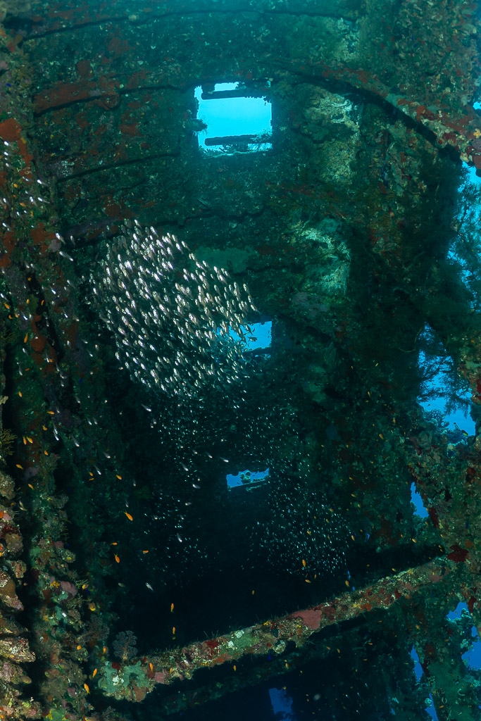 Banc de poissons à l’intérieur d’une épave sous un hublot, vertical, mer Rouge, Égypte