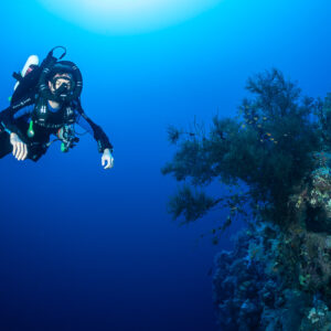 Rebreather diver hovering in blue water beside a black coral bush, Red Sea, Egypt