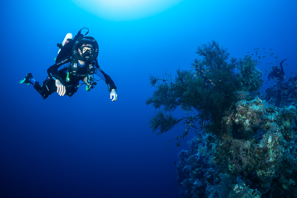 Rebreather diver hovering in blue water beside a black coral bush, Red Sea, Egypt