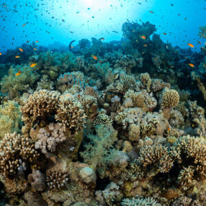Récif coloré de coraux durs sous le soleil avec des nuées d’anthias, mer Rouge, Égypte