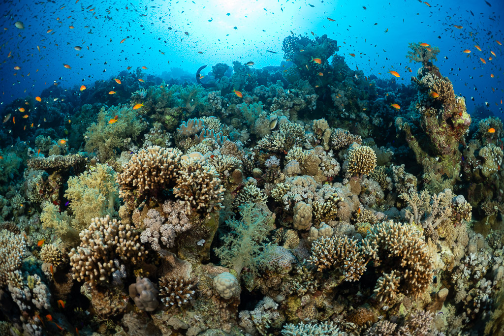 Récif coloré de coraux durs sous le soleil avec des nuées d’anthias, mer Rouge, Égypte