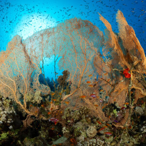 Giant sea fan backlit by the sun with anthias and a red soft coral, Red Sea, Egypt