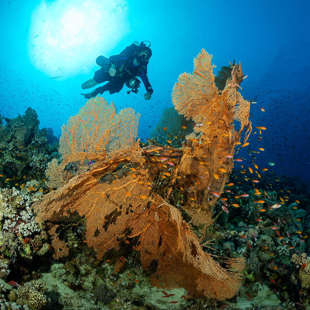 Rebreather diver above orange sea fans under the sun, vertical, Red Sea, Egypt