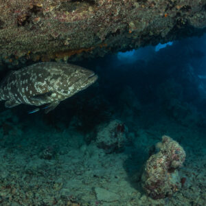 Brown-marbled grouper swimming under a wreck hull overhang, Thistlegorm wreck, Red Sea, Egypt