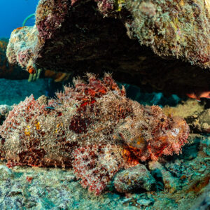 Rascasse à houppes camouflée sur des débris d’épave concrétionnés, épave du Thistlegorm, mer Rouge, Égypte