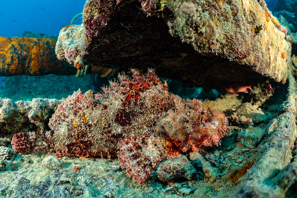 Tassled scorpionfish camouflaged on encrusted wreck debris, Thistlegorm wreck, Red Sea, Egypt