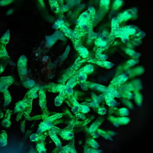 Branching coral glowing green under UV light at night, Red Sea, Egypt