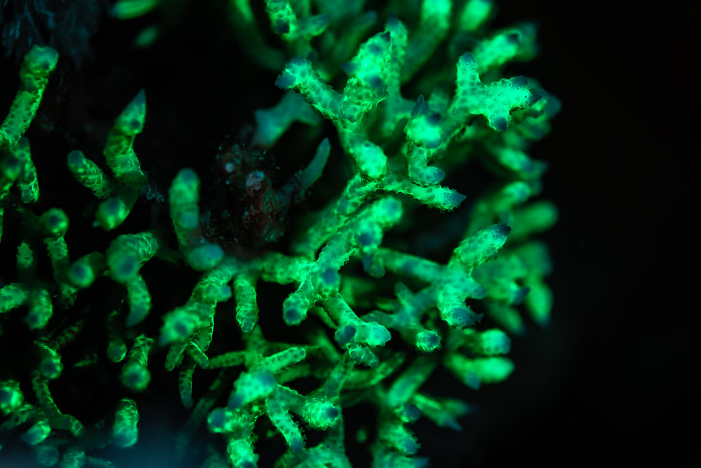 Branching coral glowing green under UV light at night, Red Sea, Egypt