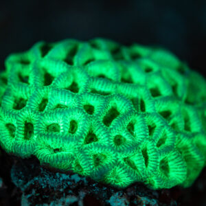 Colonie arrondie de corail Favites fluorescente verte sous UV, mer Rouge, Égypte