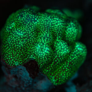 Colonie massive de corail aux polypes fluorescents verts sous UV, mer Rouge, Égypte