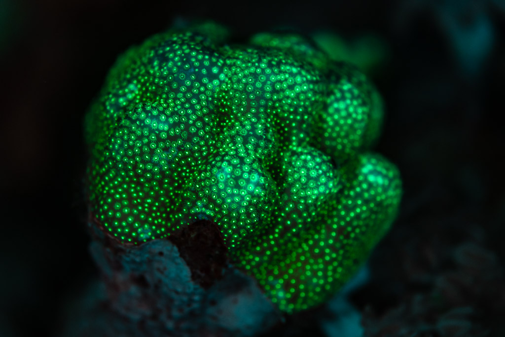 Colonie massive de corail aux polypes fluorescents verts sous UV, mer Rouge, Égypte