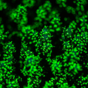 Close-up of Acropora branch tips with green fluorescent polyps, Red Sea, Egypt
