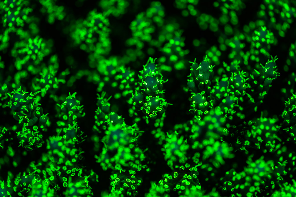 Close-up of Acropora branch tips with green fluorescent polyps, Red Sea, Egypt