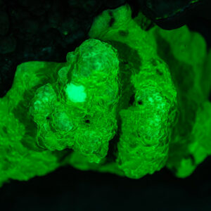 Colonie de corail bosselée fluorescente vert vif sous UV, mer Rouge, Égypte