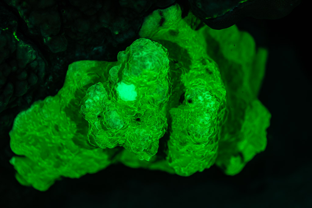 Lumpy coral colony glowing bright green under UV light, Red Sea, Egypt