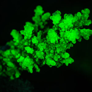 Small branching coral glowing green under UV on a dark background, Red Sea, Egypt