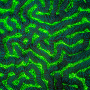Brain coral pattern glowing green under UV light, full frame, Red Sea, Egypt