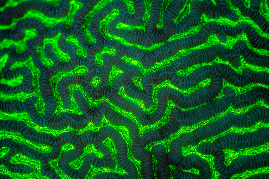 Brain coral pattern glowing green under UV light, full frame, Red Sea, Egypt