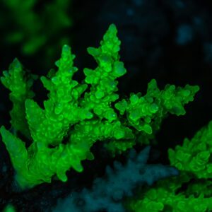 Branching coral tips glowing green under UV light, Red Sea, Egypt