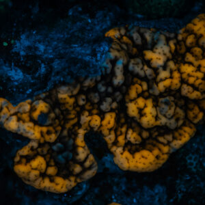 Corail encroûtant fluorescent orange sous UV sur roche sombre, mer Rouge, Égypte