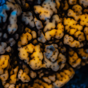 Close-up of encrusting coral glowing orange and blue under UV, Red Sea, Egypt